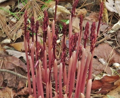 Corallorhiza wisteriana