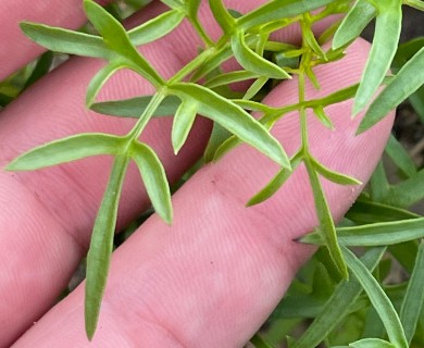Coreocarpus dissectus