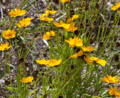 Coreopsis grandiflora