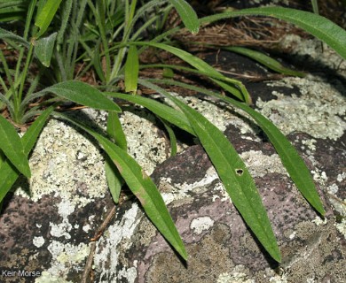 Coreopsis lanceolata