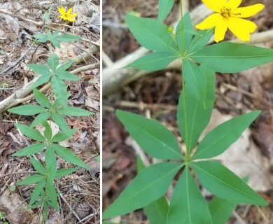 Coreopsis major