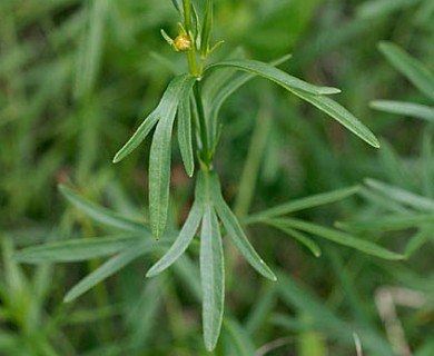 Coreopsis palmata