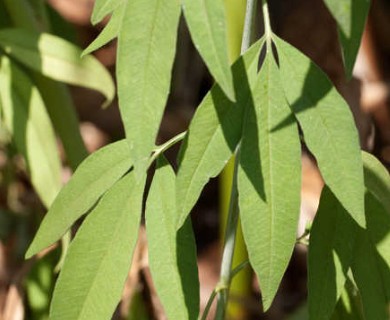 Coreopsis tripteris