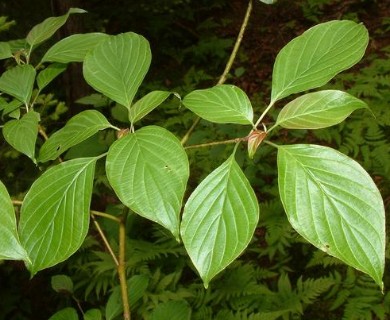 Cornus alternifolia