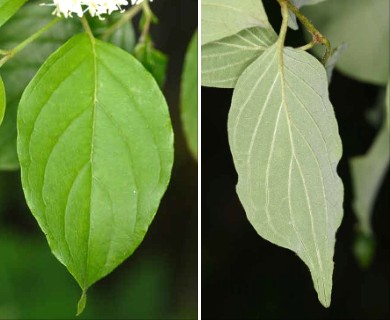 Cornus amomum