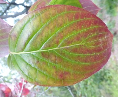 Cornus florida