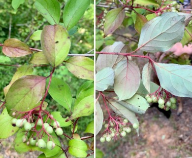 Cornus foemina