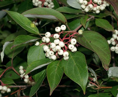 Cornus racemosa