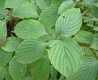 Cornus rugosa