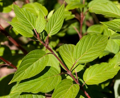 Cornus sericea