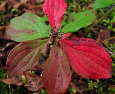 Cornus unalaschkensis