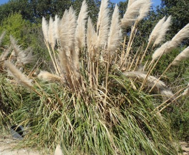 Cortaderia selloana