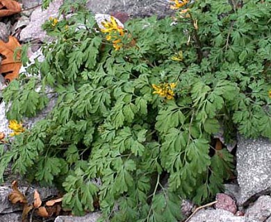 Corydalis aurea