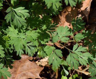 Corydalis flavula