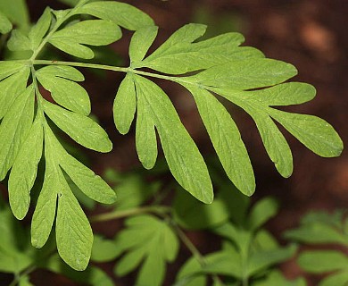 Corydalis scouleri