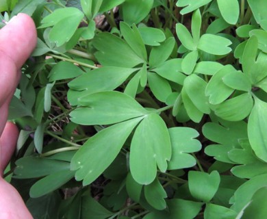 Corydalis solida