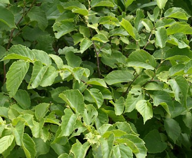 Corylus americana