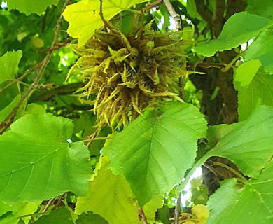 Corylus colurna