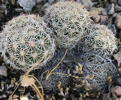 Coryphantha echinus