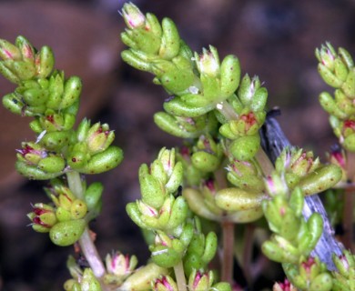 Crassula connata