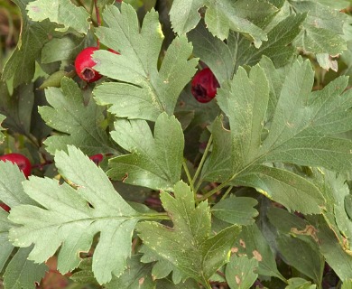 Crataegus monogyna