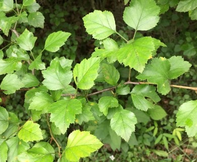 Crataegus pruinosa