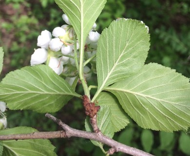 Crataegus punctata