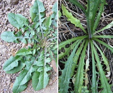 Crepis capillaris