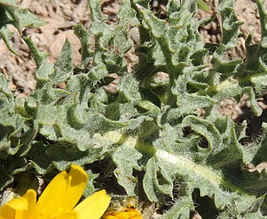 Crepis modocensis