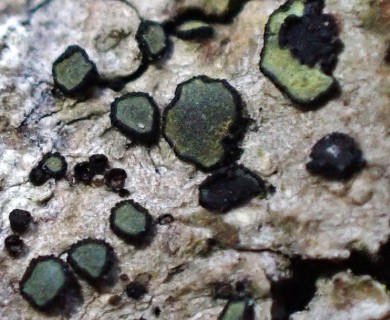 Cresponea chloroconia