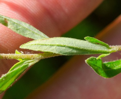 Crocanthemum canadense