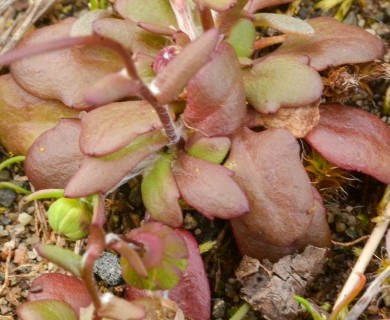 Crocidium multicaule