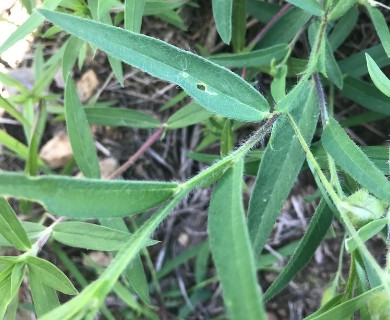 Crotalaria sagittalis