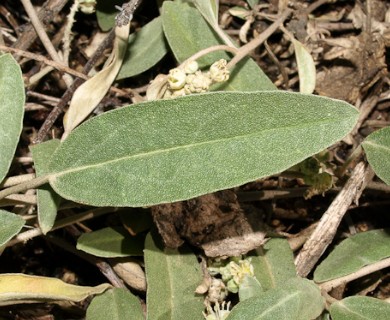 Croton californicus