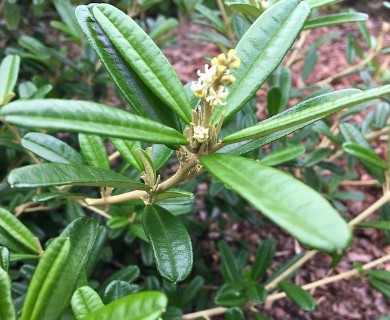 Croton linearis