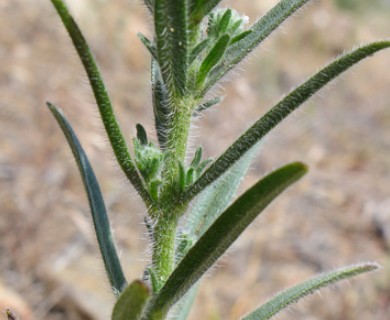 Cryptantha muricata