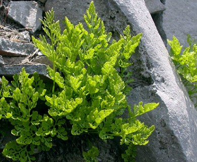 Cryptogramma cascadensis