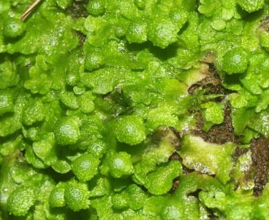 Cryptomitrium tenerum