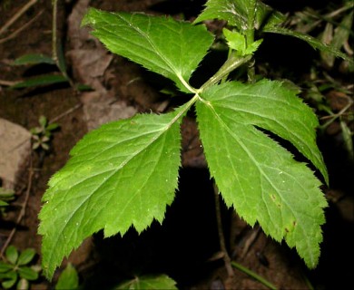 Cryptotaenia canadensis