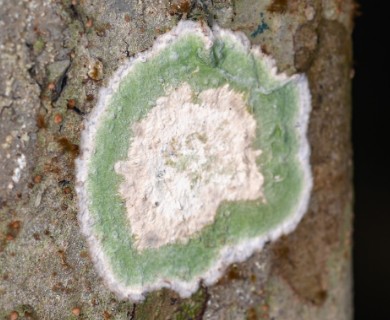 Cryptothecia striata