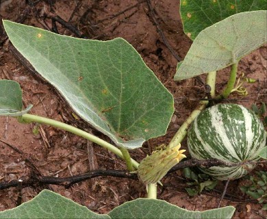 Cucurbita foetidissima