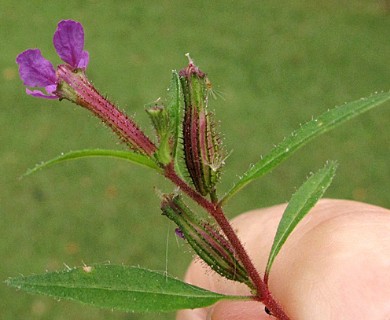 Cuphea viscosissima