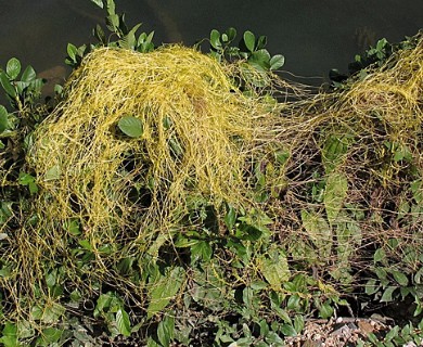 Cuscuta compacta