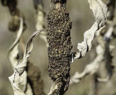 Cuscuta glomerata