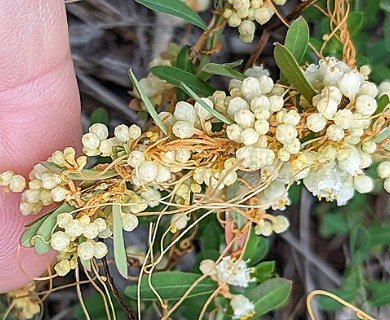 Cuscuta indecora