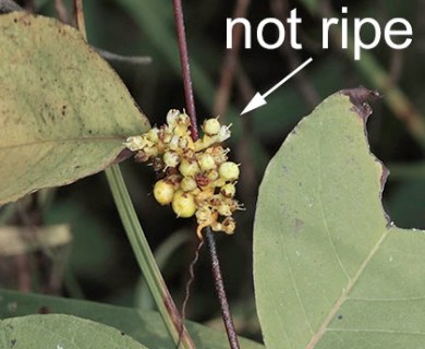 Cuscuta polygonorum