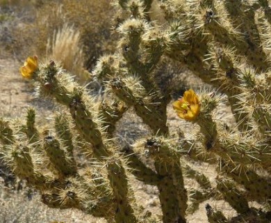 Cylindropuntia acanthocarpa