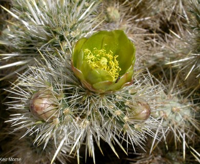 Cylindropuntia echinocarpa