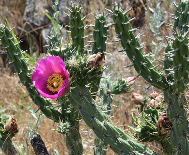 Cylindropuntia imbricata