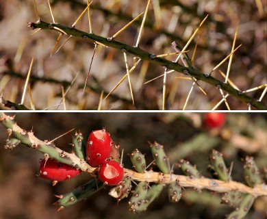 Cylindropuntia leptocaulis